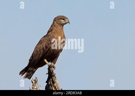 Brown Snake Eagle Foto Stock
