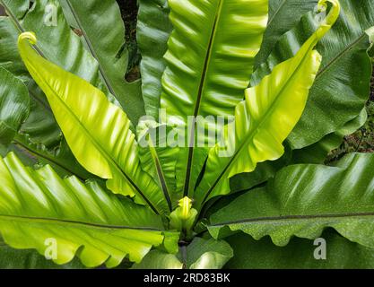 Felce nido d'uccello (Asplenium Nidus). KIT giardino botanico Karlsruhe, Germania, Europa Foto Stock