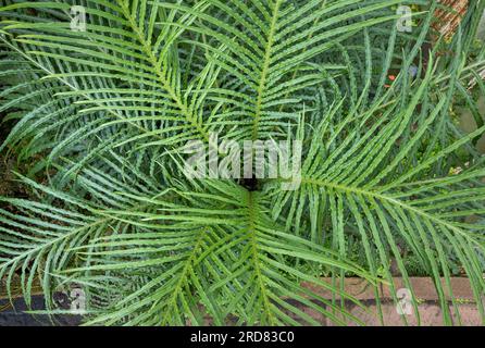 Blechnum moorei. Brasiliana Tree Fern è un coltivatore compatto e un sempreverde. Foto Stock