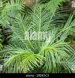 Blechnum moorei. Brasiliana Tree Fern è un coltivatore compatto e un sempreverde. Foto Stock