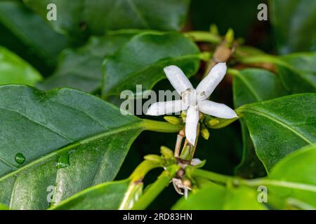 Coffea arabica. Fioritura di cespuglio di caffè. La Coffea arabica è originaria dell'Etiopia sudoccidentale Foto Stock