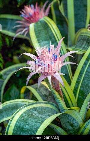 Aechmea fasciata (Argento vaso o impianto di URN) è una specie di pianta flowering in famiglia bromeliad, nativo per il Brasile. Foto Stock