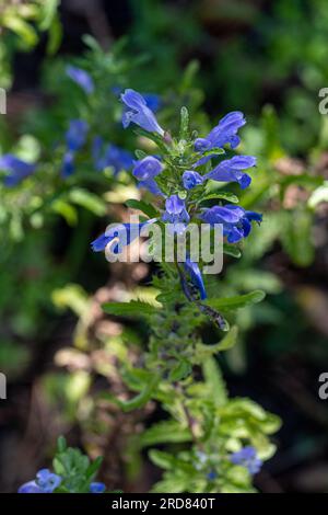 Fiori blu di Dragonhead moldavo nel giardino. pianta medicinale e nettare. Dracocephalum moldavica Foto Stock