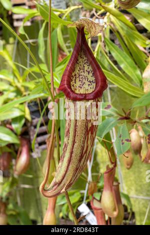 Green Nepenthes pianta di carnivoro tropicale. Kit giardino botanico, Karlsruhe, Germania Foto Stock