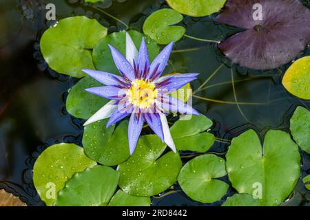 Nymphaea caerulea savigny (Lotos blu d'Egitto) pianta di ninfea d'acqua in fiore, bellissimi fiori di loto fioriti nello stagno del giardino Foto Stock