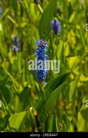Close up di fiori di spike di Pickerel erbaccia, Pontederia cordata Foto Stock