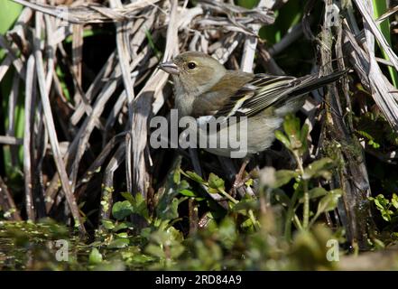 Affinch comune (Fringilla coelebs) femmina adulta che beve dallo stagno Eccles-on-Sea, Norfolk, Regno Unito. Aprile Foto Stock