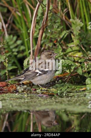 Affinch comune (Fringilla coelebs) femmina adulta che beve dallo stagno Eccles-on-Sea, Norfolk, Regno Unito. Ottobre Foto Stock