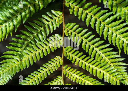 Struttura ruvida Fern (Cyathea australis o Alsophila australis), Cyatheaceae, Australia. Foto Stock