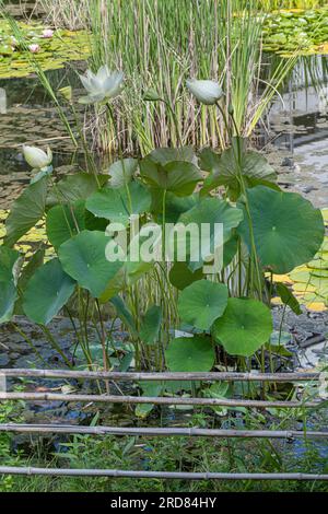 Foglia di loto americano (Nelumbo lutea) in un piccolo stagno. Giardino botanico di Friburgo Foto Stock