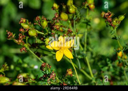 Erba di San Giovanni, Hypericum Forestii, Hypericum patulum var. Henryi (Großblumiges Johanniskraut, Hypericum patulum var. Henryi) Foto Stock