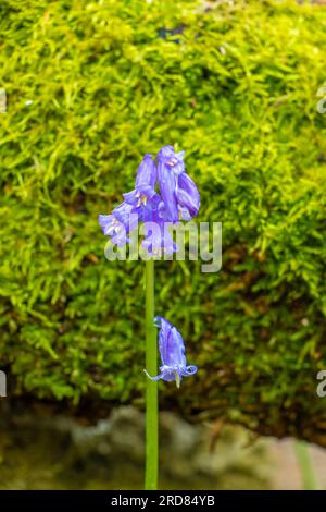 Hyacinthoides non-scripta, precedentemente Endymion non-scriptus o Scilla non-scripta, nel Regno Unito è conosciuto come comune bluebell o semplicemente bluebell. Foto Stock