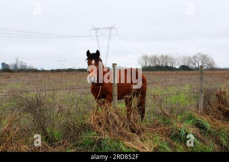 Cavallo in un campo recintato con erba secca, regione di Maule, Cile Foto Stock