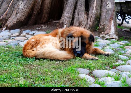 Cane randagio triste nel parco centrale di Molina, regione di Maule, Cile Foto Stock
