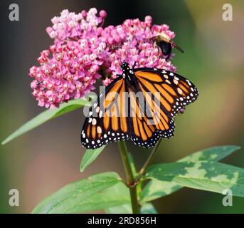 La farfalla Monarch e il bumblebee condividono il fiore sull'erba di palude Foto Stock