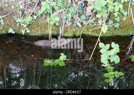 Una vole d'acqua europea o vole d'acqua settentrionale, Arvicola anfibio, è un roditore semi-acquatico. Spesso viene erroneamente chiamato ratto dell'acqua, Foto Stock