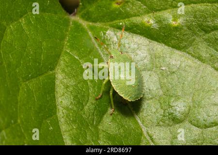 Sheildbug verde comune, Palomena prasina, quarto instar, poggiato su una grande foglia. Foto Stock