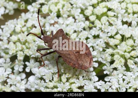 Coreus marginatus, comunemente noto come insetto del bacino, che poggia su fiori bianchi. Foto Stock