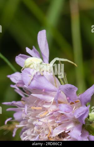 Un ragno di granchio bianco, Misumena vatia Foto Stock