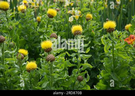 Giallo brillante come i fiori di Centaurea macrocephala nel giardino britannico di giugno Foto Stock