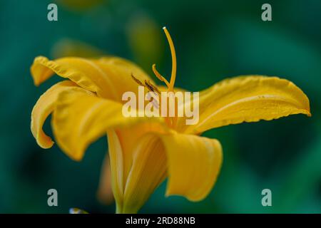 Fiore di giglio giallo, vivace e lussureggiante, da vicino Foto Stock