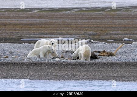 Orsi polari scavenging (Ursus maritimus) madre con due cuccioli che si nutrono di carcassa di balena morta incagliata lungo la costa delle Svalbard, Spitsbergen, Norvegia Foto Stock