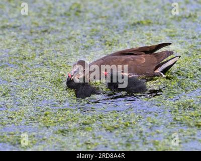 Moorhen Gallinula chloropus con piccoli pulcini che sono assistiti da un uccello immaturo della prima covata Foto Stock