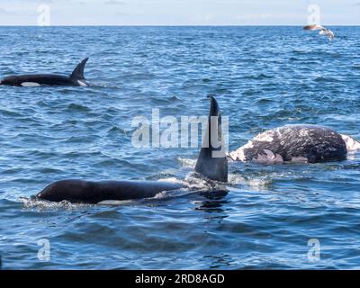 Un branco di orche assassine transitorie (Orcinus orca), che si nutrono di una carcassa grigia di vitello nel Monterey Bay Marine Sanctuary, California, USA Foto Stock