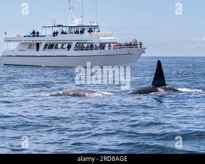 Un branco di orche assassine transitorie (Orcinus orca), che si nutrono di una carcassa grigia di vitello nel Monterey Bay Marine Sanctuary, California, USA Foto Stock