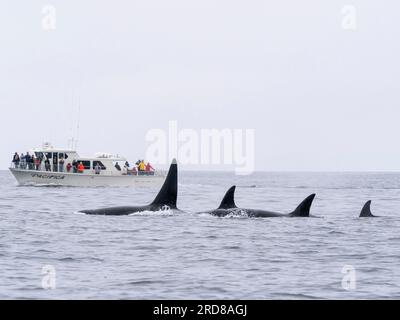 Un branco di orche assassine transitorie (Orcinus orca), vicino a una barca per l'avvistamento delle balene nel Monterey Bay Marine Sanctuary, California, USA Foto Stock