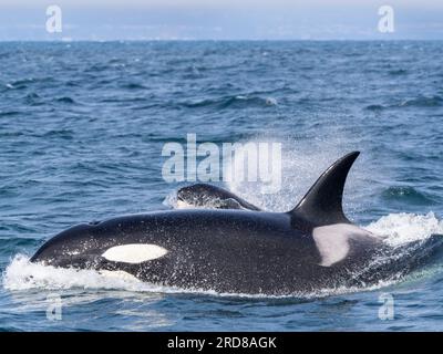 Orche assassine transitorie (Orcinus orca), che affiorano nel Monterey Bay Marine Sanctuary, Monterey, California, Stati Uniti d'America, Nord America Foto Stock