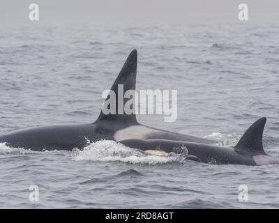 Un branco di orche assassine transitorie (Orcinus orca) che cattura e uccide una foca elefante nel Monterey Bay Marine Sanctuary, California, USA Foto Stock