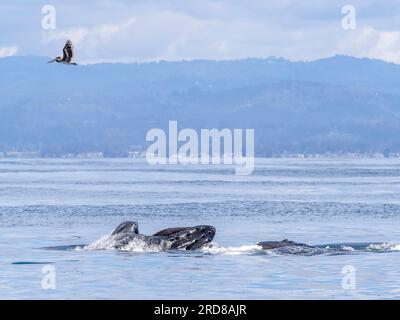 Un paio di megattere adulte (Megaptera novaeangliae), che si nutrono di un affondo in superficie nel Monterey Bay Marine Sanctuary, California, USA Foto Stock