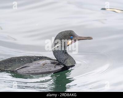 Cormorano di Brandt adulto (Urile penicillatus), in superficie nel Monterey Bay Marine Sanctuary, Monterey, California, USA Foto Stock