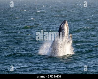 Megattera adulta (Megaptera novaeangliae), che si avvicina a San Jose del Cabo, Baja California Sur, Messico, Nord America Foto Stock