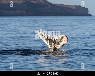 Megattere adulte (Megaptera novaeangliae), con segni di rastrello di balena killer, Los Islotes, Baja California Sur, Messico, Nord America Foto Stock
