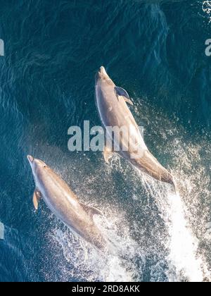 Delfini tursiopi comuni adulti (Tursiops truncatus), bowriding sul lato Pacifico di Baja California Sur, Messico, Nord America Foto Stock