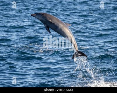 Delfino a tursiopo comune adulto (Tursiops truncatus), che salta al largo di Isla San Jose, Baja California Sur, Messico, Nord America Foto Stock