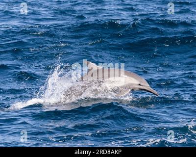 Delfino comune (Delphinus delphis), saltando nel canale di San Jose, Baja California Sur, Messico, Nord America Foto Stock