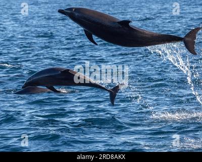 Delfini tursiopi comuni adulti (Tursiops truncatus), che saltano al largo di Isla San Jose, Baja California Sur, Messico, Nord America Foto Stock