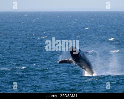 Megattera adulta (Megaptera novaeangliae), che si avvicina a San Jose del Cabo, Baja California Sur, Messico, Nord America Foto Stock