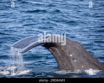 Capodoglio adulto (Physeter macrocephalus), che si prepara ad immergersi in profondità vicino a Isla San Jose, Baja California Sur, Messico, Nord America Foto Stock