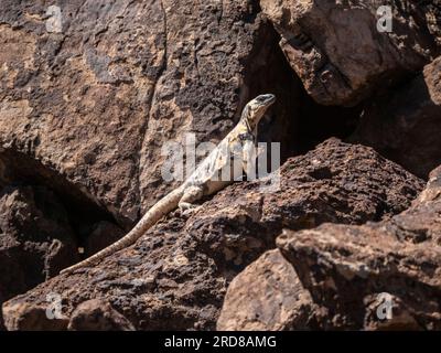 Adulto San Esteban pinto chuckwalla (Sauromalus varius), crogiolarsi al sole, Isla San Esteban, Baja California, Messico, Nord America Foto Stock