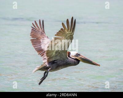 Pellicano marrone adulto (Pelecanus occidentalis), in volo a Concepcion Bay, bassa California, Messico, Nord America Foto Stock