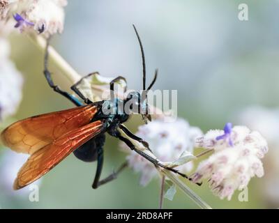 Vespa tarantola-falco di Thisbe adulta (Pepsis thisbe), trovata vicino a San Jose del Cabo, Baja California Sur, Messico, Nord America Foto Stock