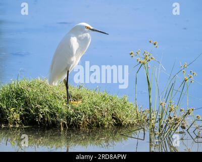 Egretta innevata per adulti (Egretta thula), in una laguna vicino a San Jose del Cabo, Baja California Sur, Messico, Nord America Foto Stock