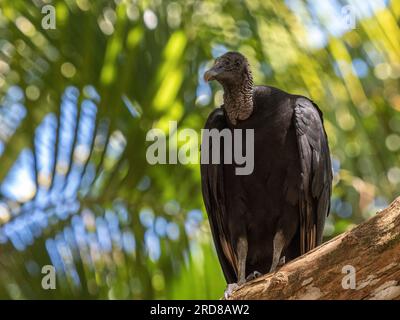 Un avvoltoio nero adulto (Coragyps atratus), arroccato su un albero sull'isola di Barro Colorado, Panama, America centrale Foto Stock