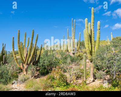 Foresta di cactus di Cardon (Pachycereus pringlei) a Isla San Jose, Baja California Sur, Messico, Nord America Foto Stock