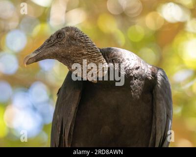 Un avvoltoio nero adulto (Coragyps atratus), arroccato su un albero sull'isola di Barro Colorado, Panama, America centrale Foto Stock