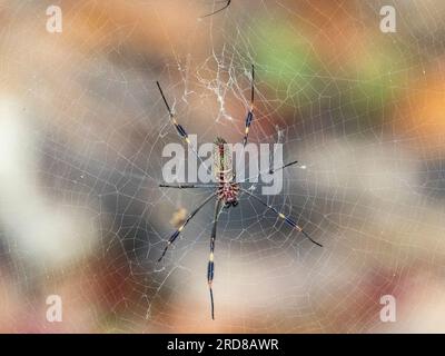 Ragno di seta dorata adulto (Trichonephila clavipes), all'interno della sua rete sull'isola di Coiba, Panama, America centrale Foto Stock